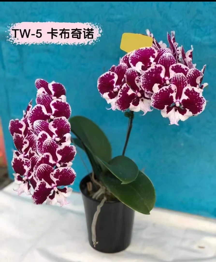 蝴蝶兰卡布奇诺1.7杯苗 (根系不多)