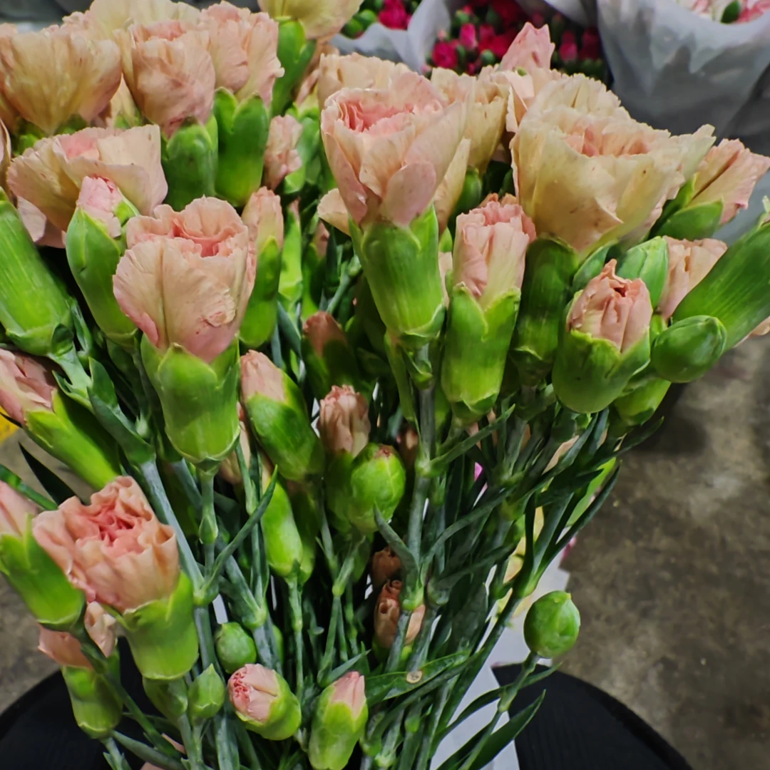 多头康卡布20支支持开箱物流人为不售后