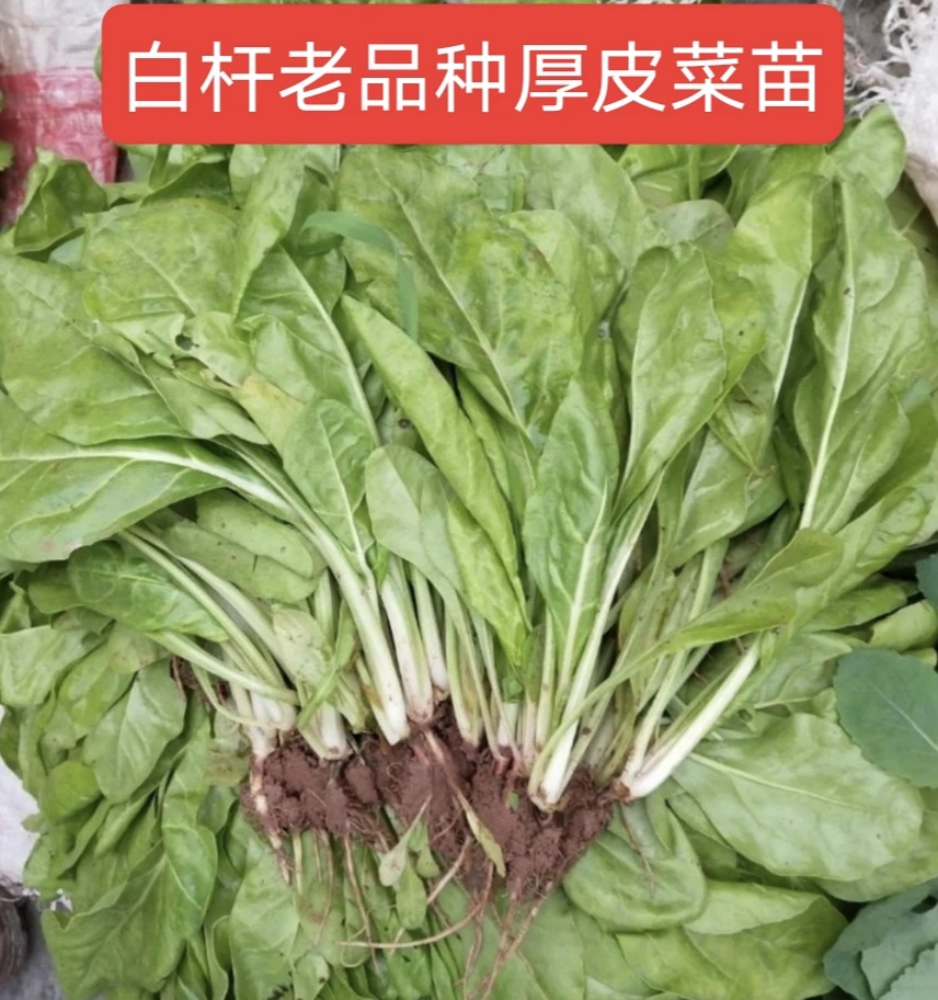 牛皮菜苗子白菜苗秧苗厚皮菜甜菜农家蔬菜苗耐寒四季牛皮菜达根菜