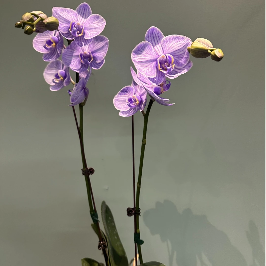 吸染蝴蝶兰马卡龙系列【浪漫紫色】，中小型花