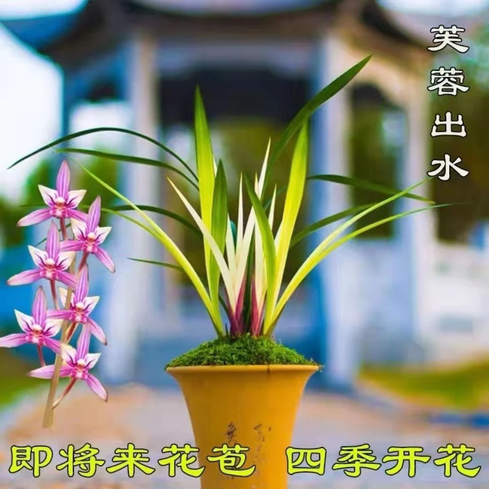 兰花苗 建兰《芙蓉出水》浓香型名贵高档正宗兰花 阳台室内盆栽花卉