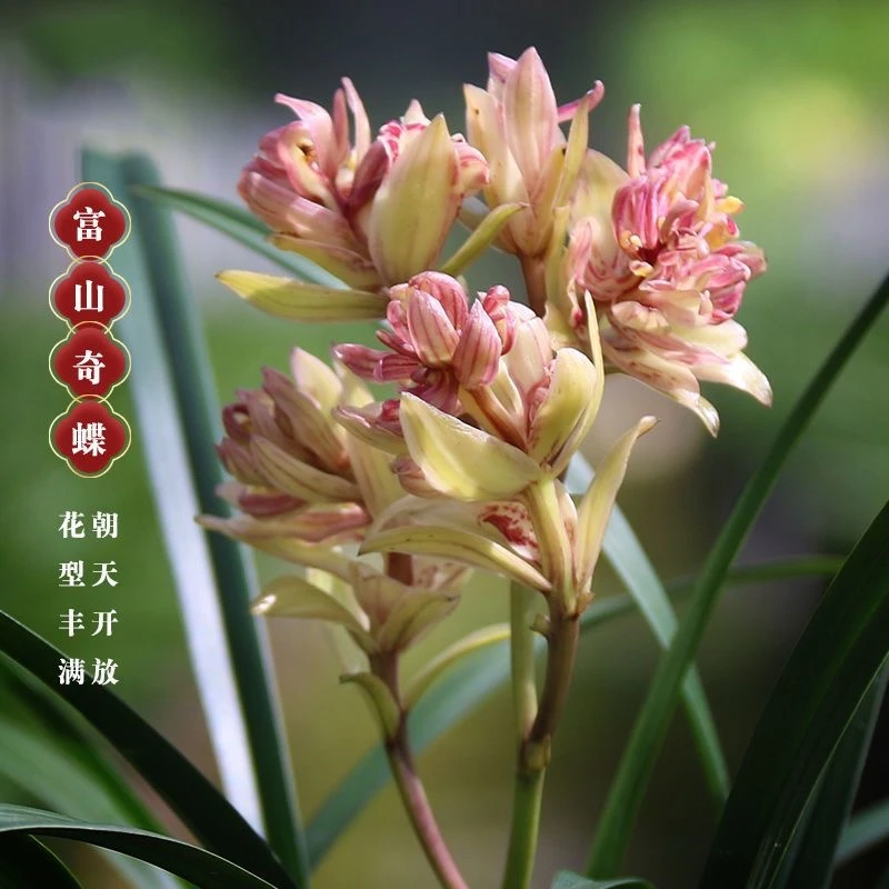 兰花苗 建兰《富山奇蝶》浓香型名贵高档 阳台室内盆栽花卉
