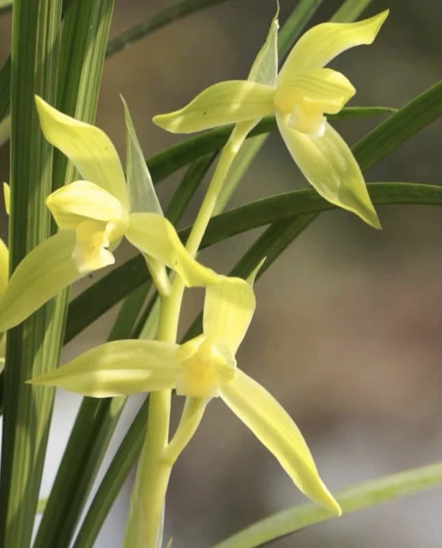 春剑四大名品之一 西蜀道光 黄花素心花芽黄素兰花草盆栽