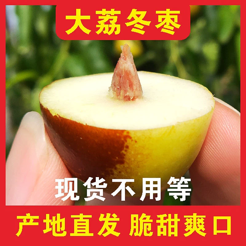 5斤【褚永强J】陕西大荔冬枣新鲜脆甜枣子当季冰糖鲜枣水果1斤
