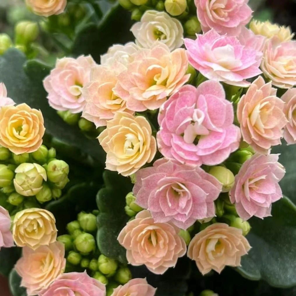 精品长寿 客厅庭院种植《奶油睡莲》130杯