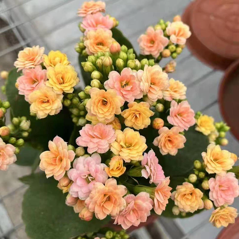 精品长寿 《彩虹糖》130盆