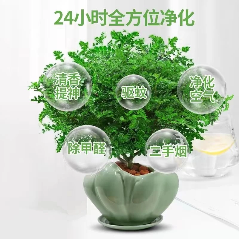 清香胡椒木盆栽绿植驱蚊虫四季常青净化空气