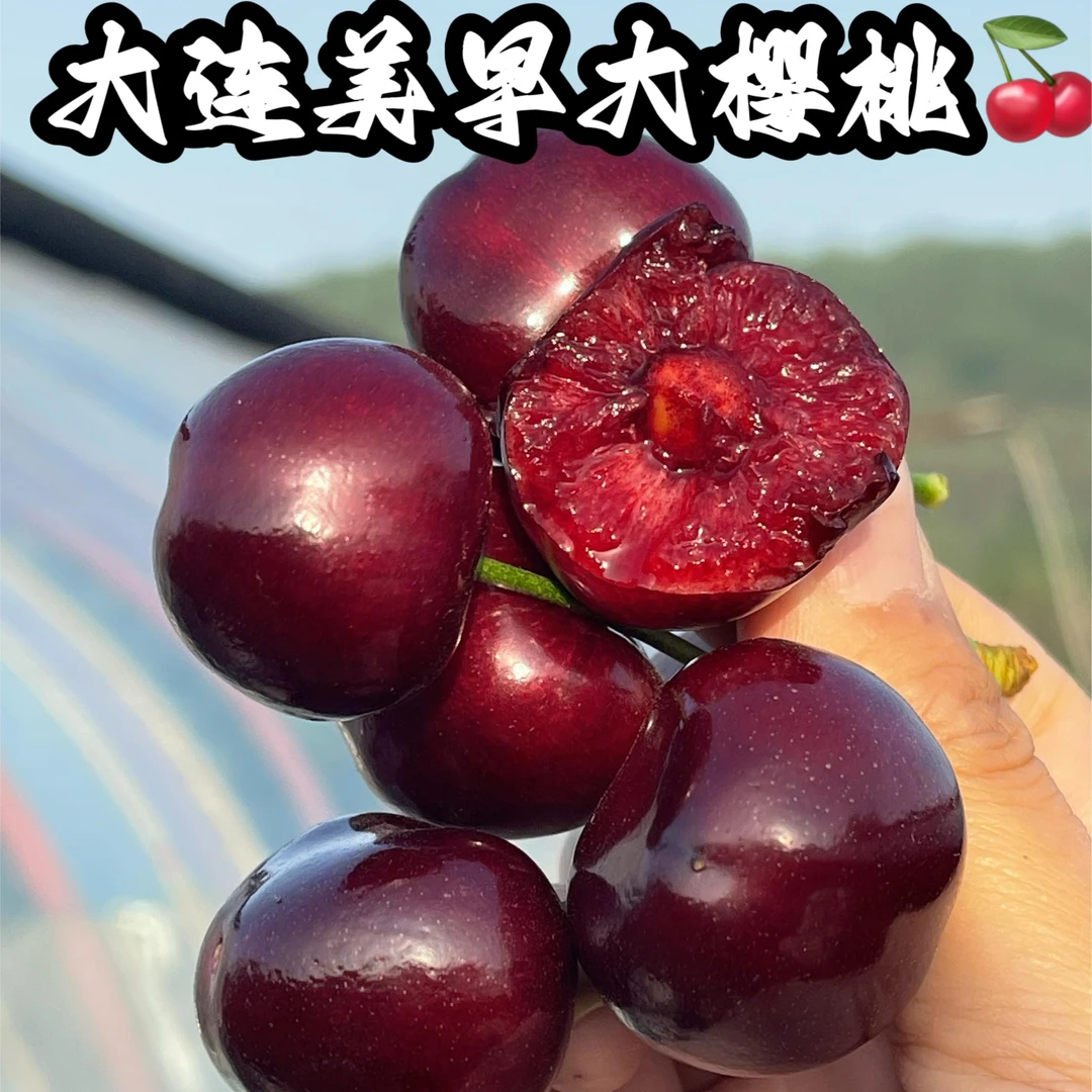 （天妈）大连樱桃美早2~4J 2.5斤/4.5斤顺丰快递