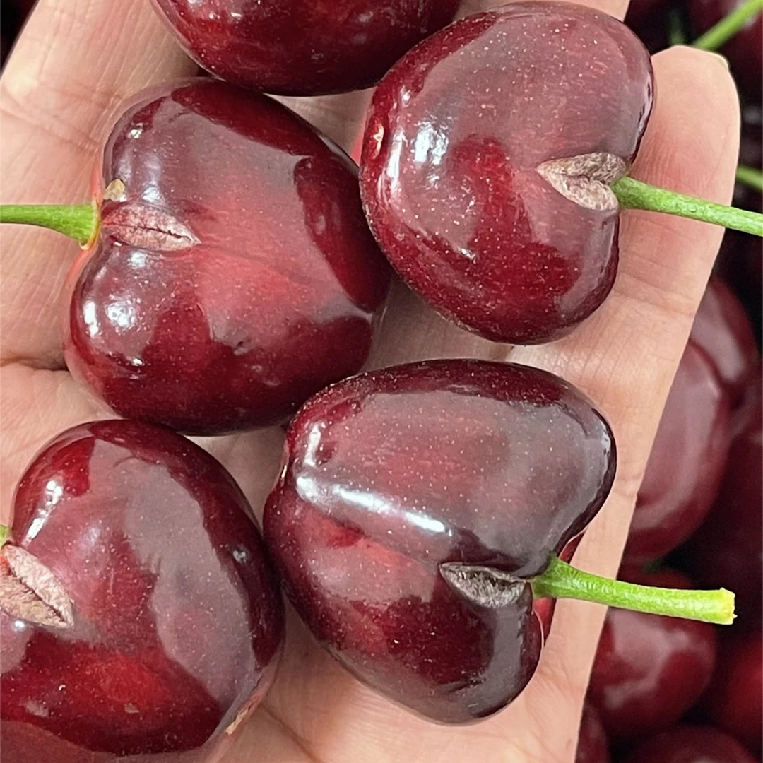 （介意慎拍）大连樱桃美早小瑕疵小裂口3J~4J空运