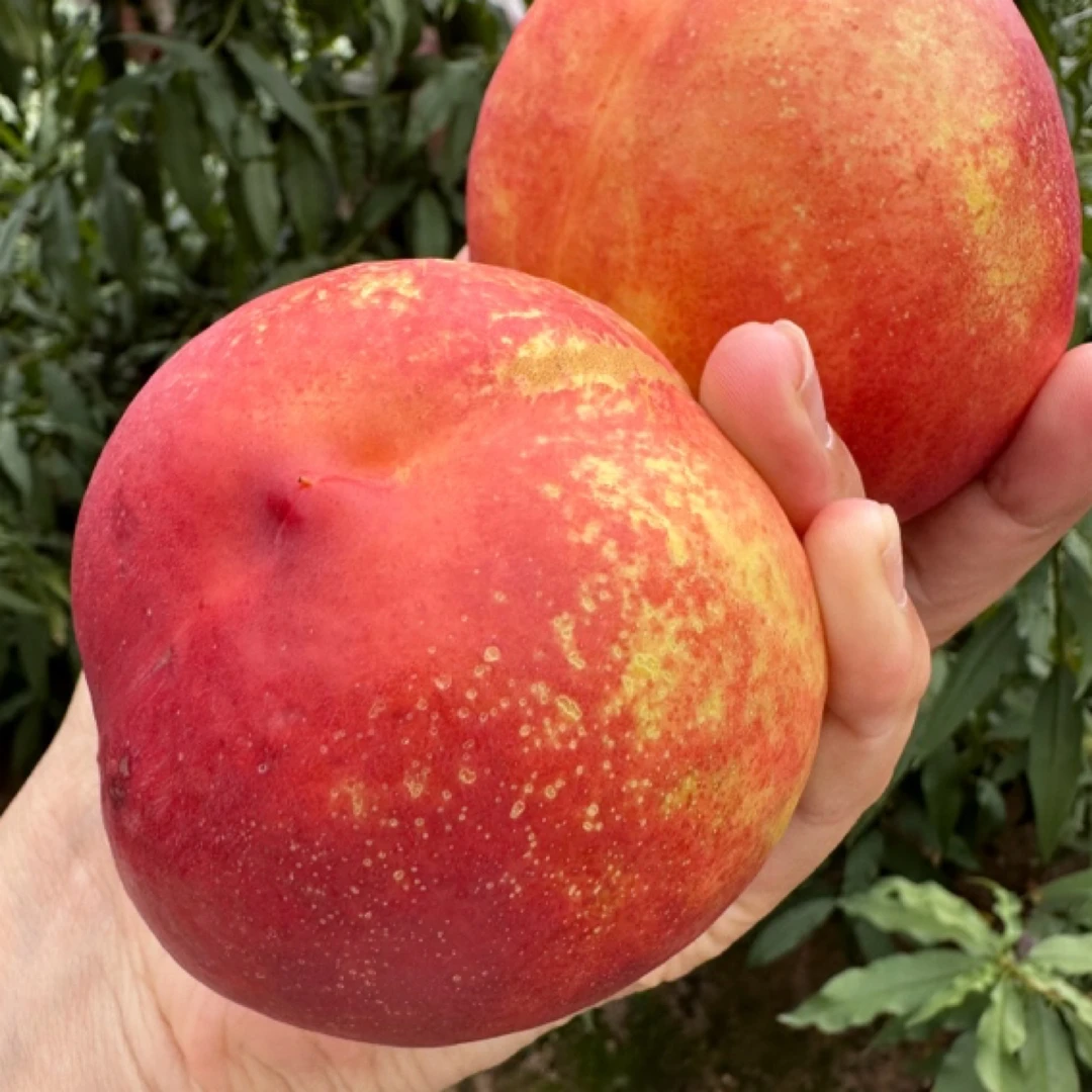 大连丑桃千树九离核甜口油桃包邮