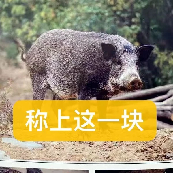 【向夫人专属】跑山猪野二代  黑猪肉散养1年半 4斤起顺丰包邮