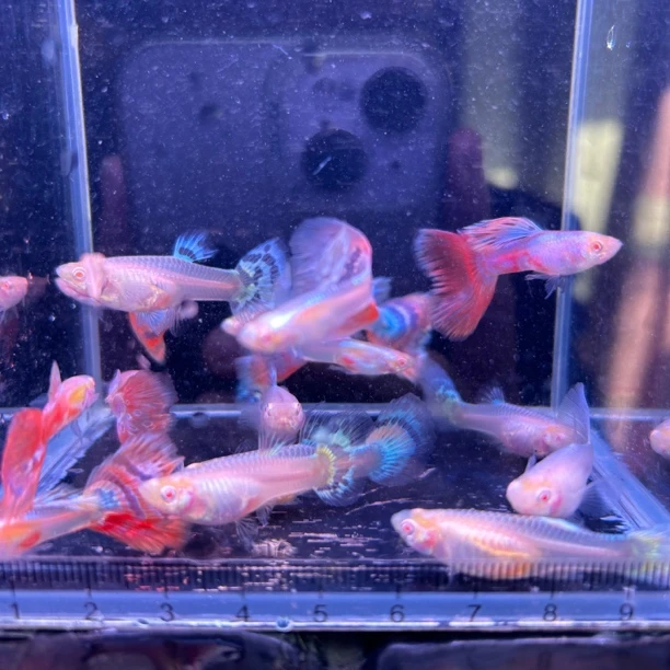 樱花马赛克孔雀鱼（入缸不包损）