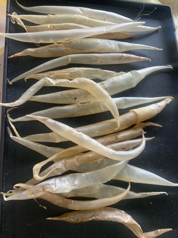 鳗鱼鱼胶花胶160左右 渔民自晒