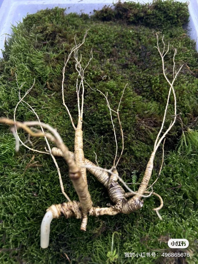【原产地】长白山林下参整籽货
