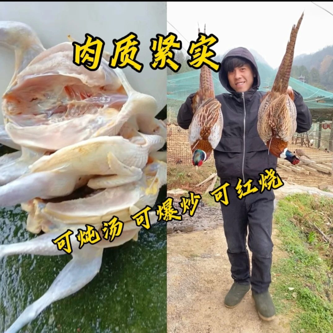 七彩山鸡新鲜多种原生态美味 包冰率不含冰