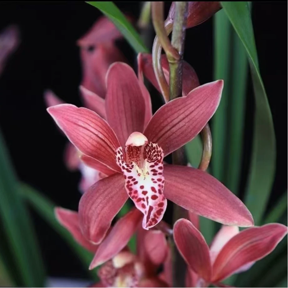 大花蕙兰【韩国小姐姐】带花苞兰花年宵花喜庆红花室内高端花卉盆栽