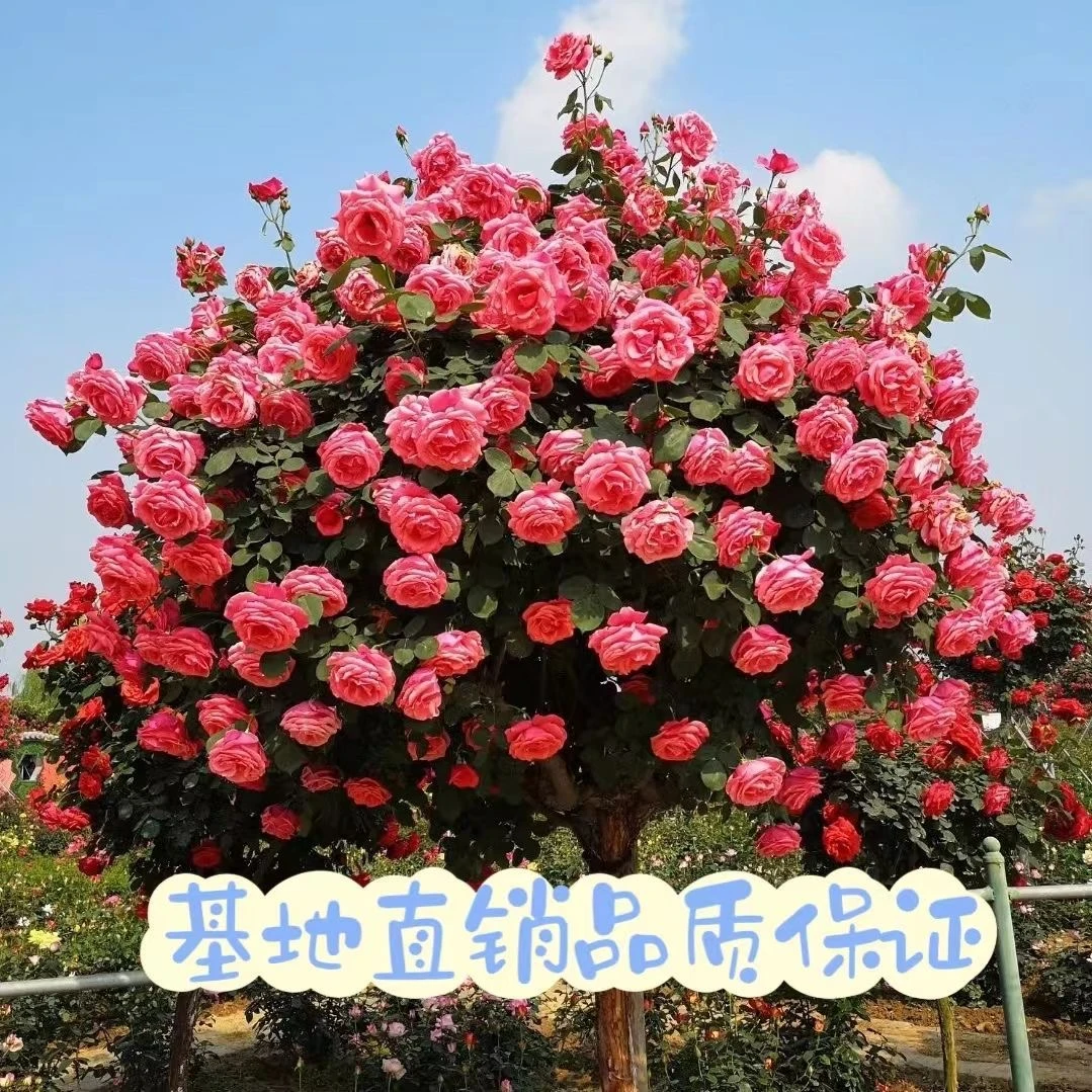2号树桩月季大花国月欧月浓香大花四季开花庭院种植棒棒糖树桩