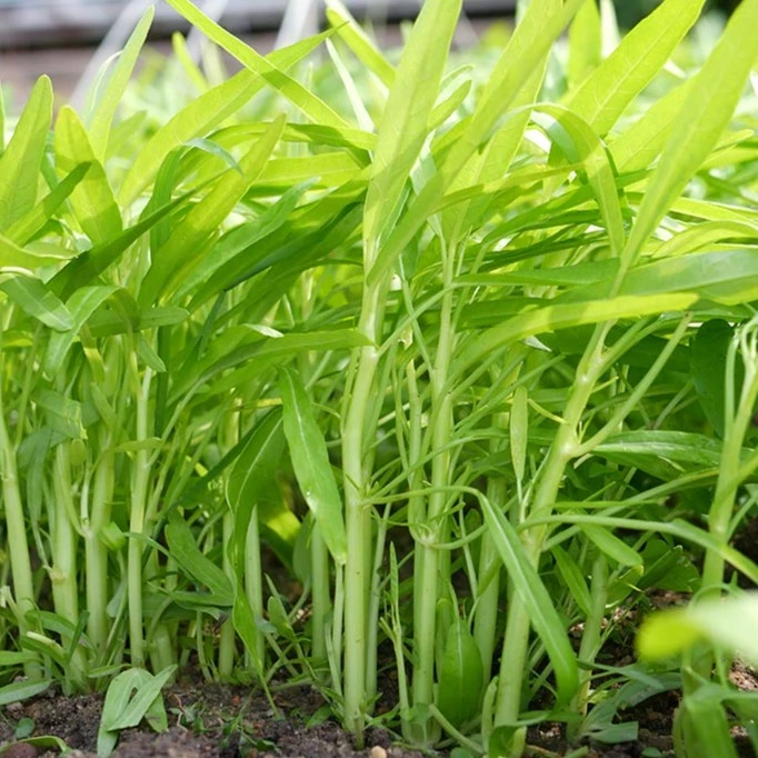 白梗柳叶空心菜种子小叶空心菜青菜种籽阳台盆栽大田四季蔬菜种孑