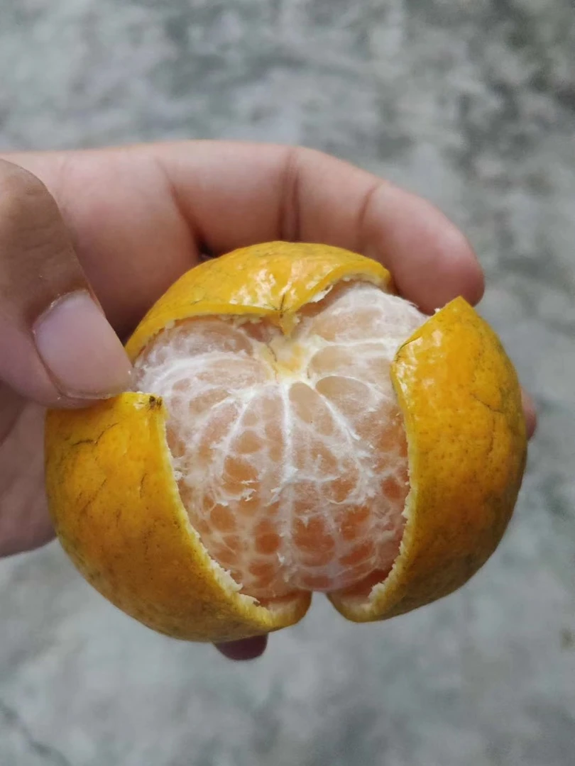 新会陈皮   差价补拍