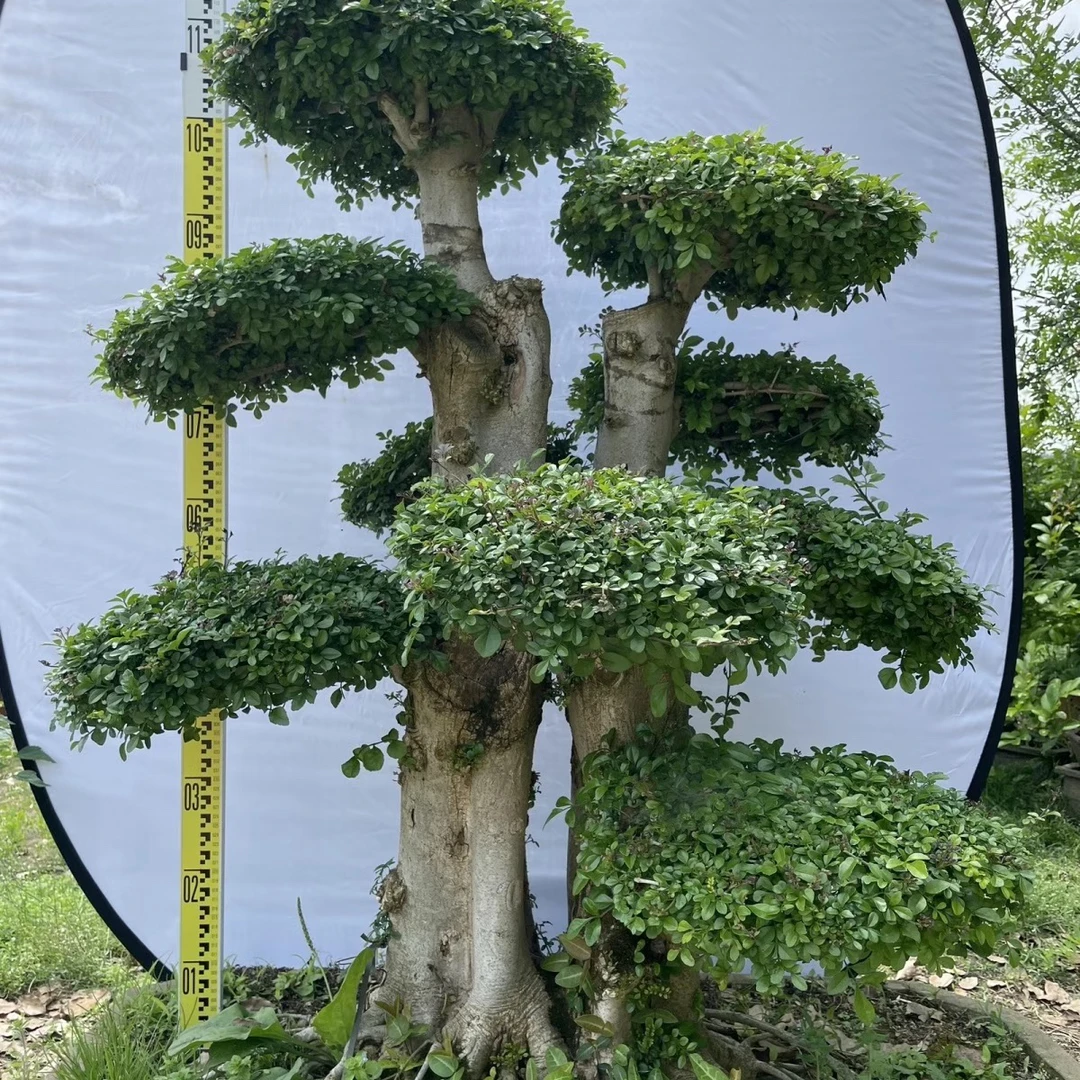 对节白蜡矮霸、丛林、骨架、临水、悬崖（直播链接）