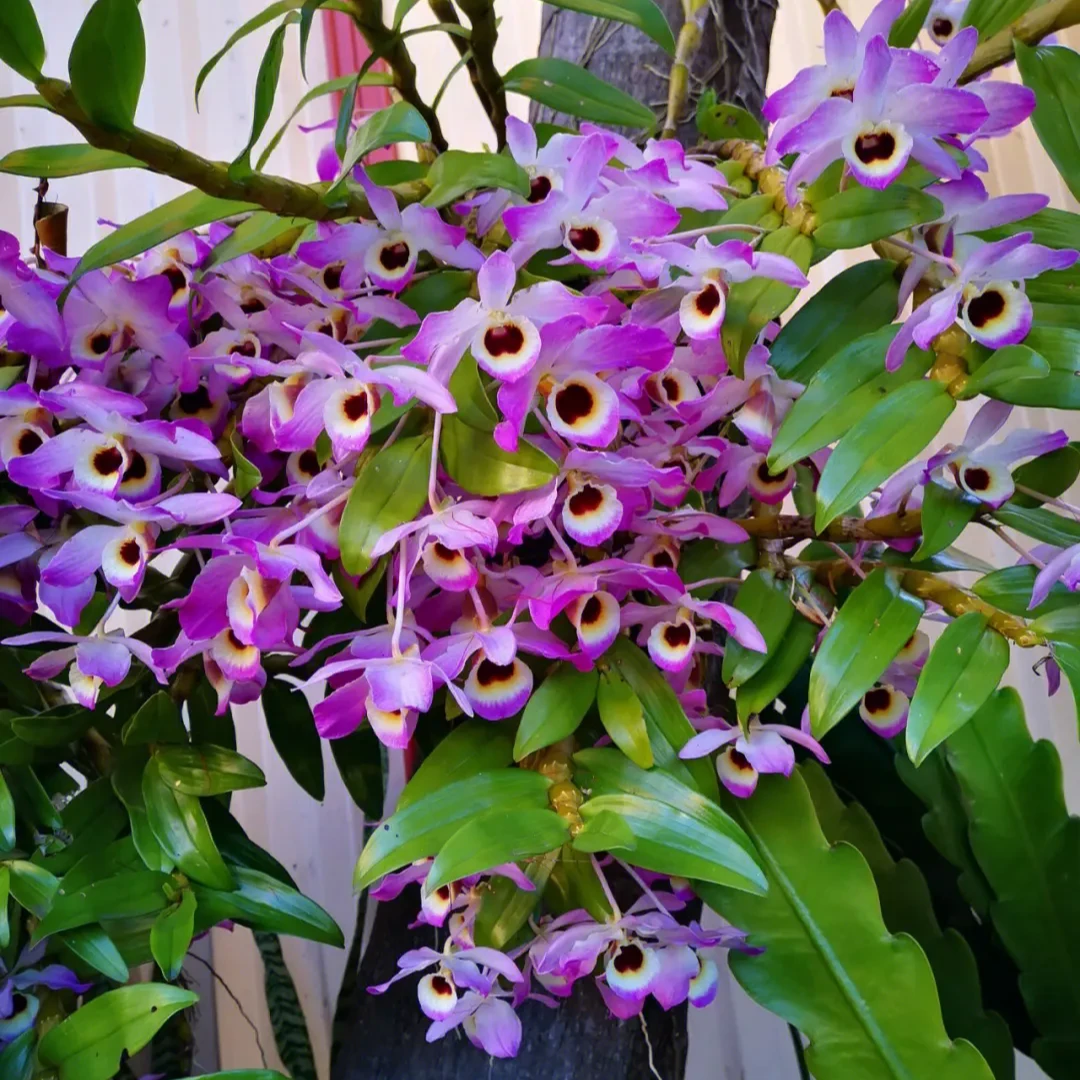 【星花怒放】 岩壁上生长的金钗石斛开花漂亮云金石斛种好发货