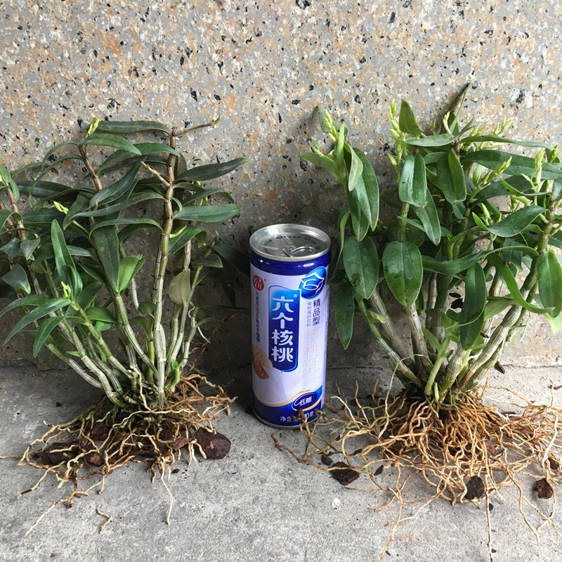 【艾草花束】夏季开花雁荡山铁皮石斛黄色花花期4-7月裸根花卉绿植