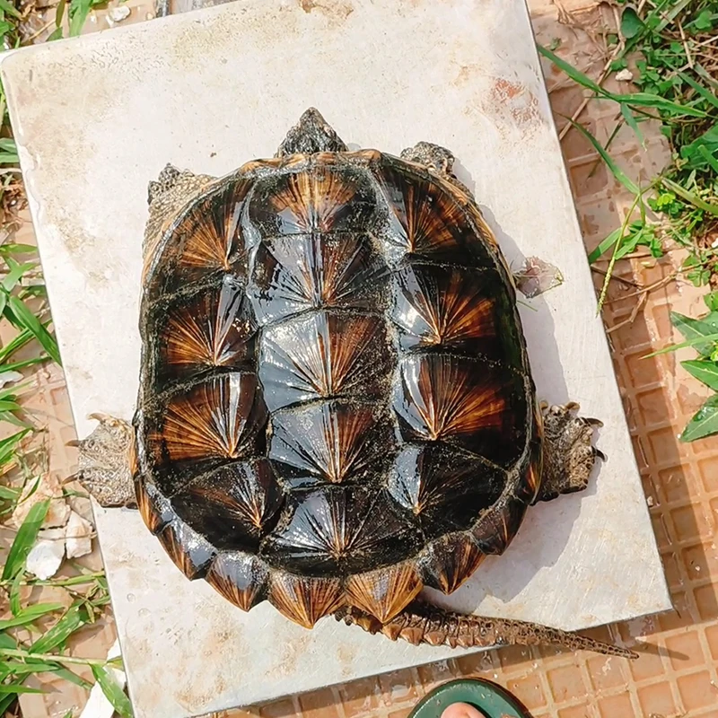 龟肉北美便宜人工大乌龟可养殖乌龟鲜活活可食用