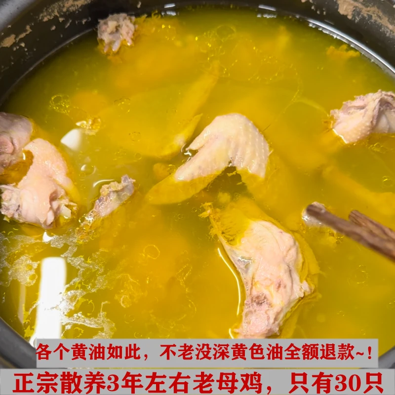 山东老母鸡农村散养两三年土鸡金膘黄油现场宰杀纯老母鸡