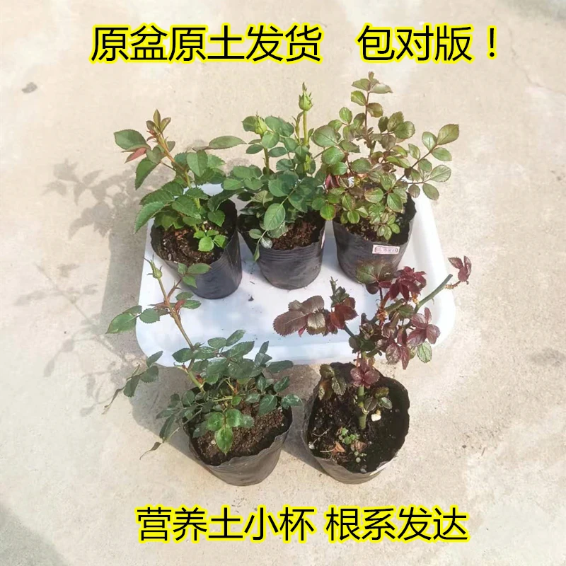 三颗包邮月季花小苗花对版四季开花灌木爬藤扦插小苗盆栽成活率高
