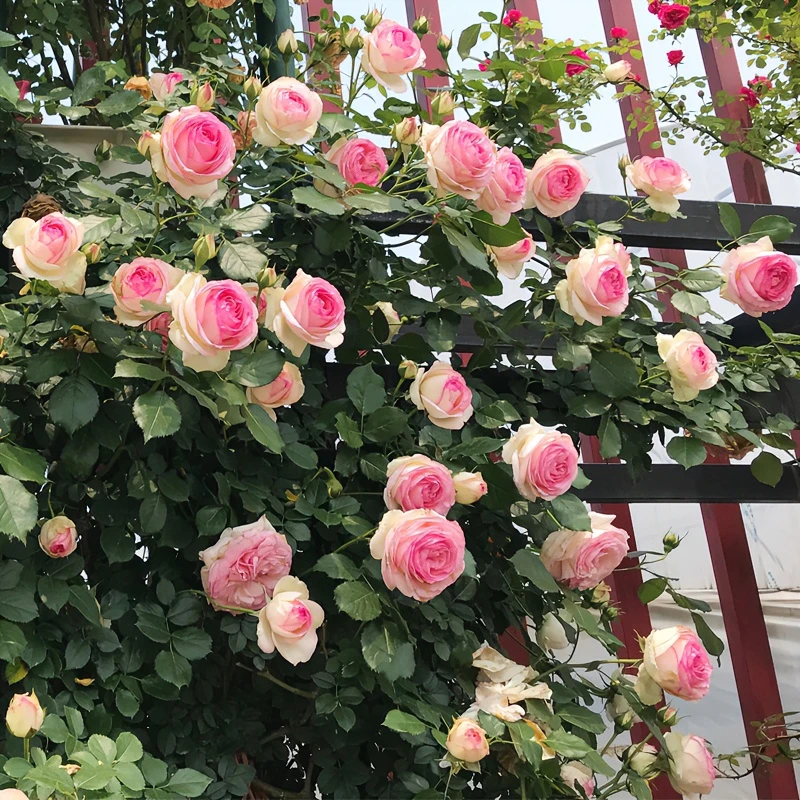 爬藤蔷薇花苗粉色龙沙宝石藤本月季大花浓香四季庭院爬墙植物粉龙