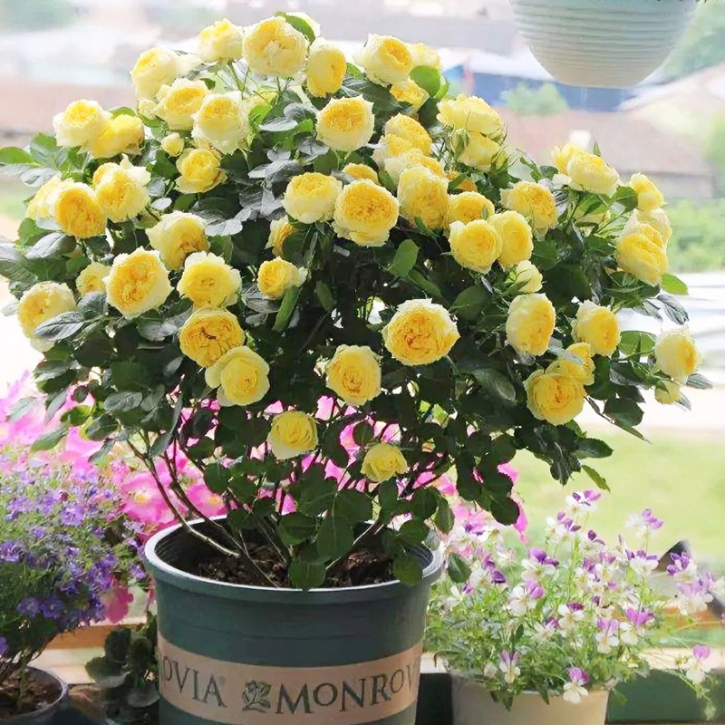 金丝雀月季花大苗盆栽四季开特大花浓香阳台微型大花月季庭院花卉