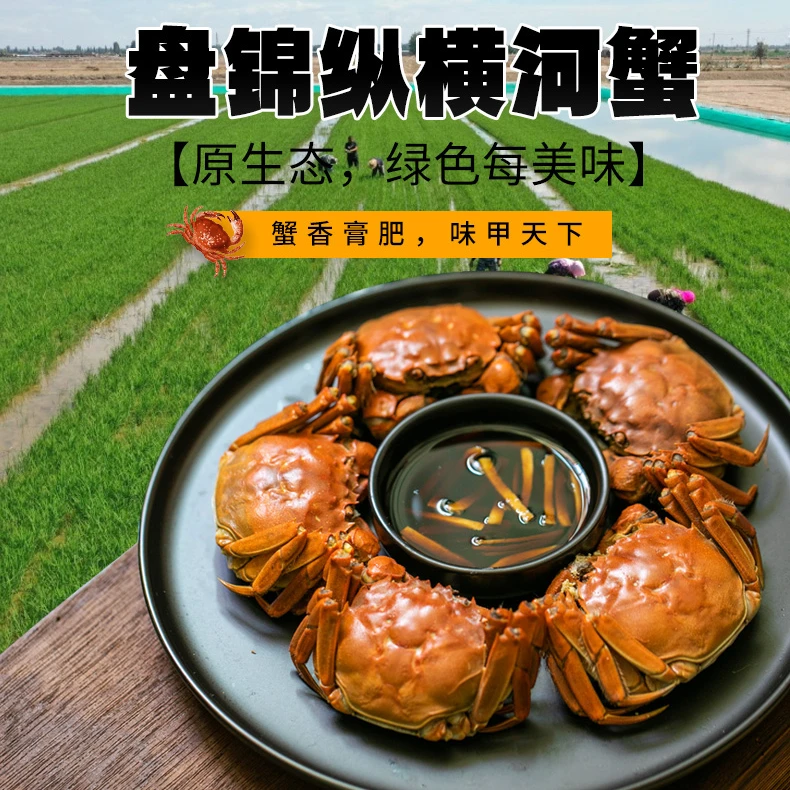 【活蟹】辽宁盘锦纵横河蟹母蟹1-1.3两/只 2斤产地顺丰直发