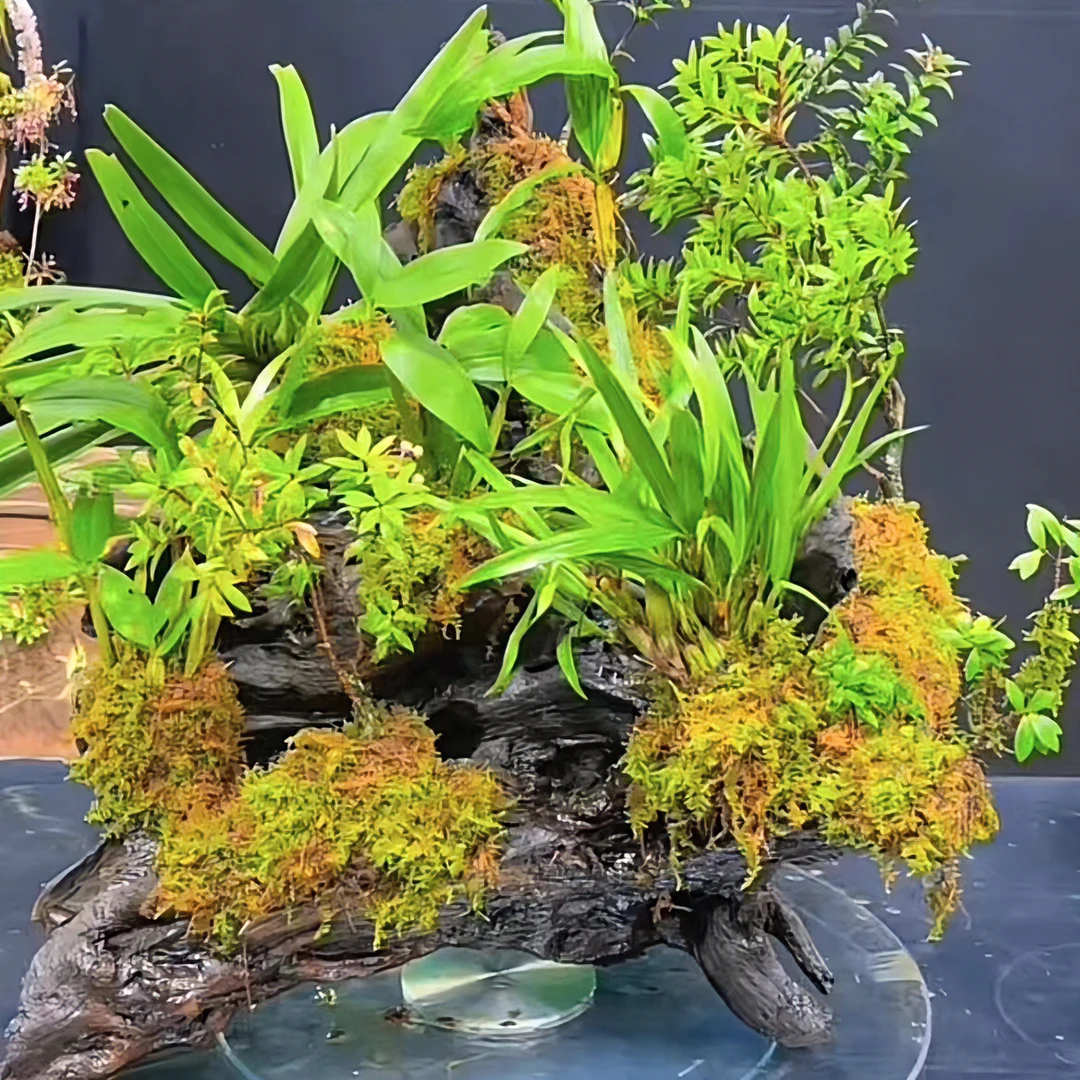 云南网红五翅梅树罗卜，一物一拍