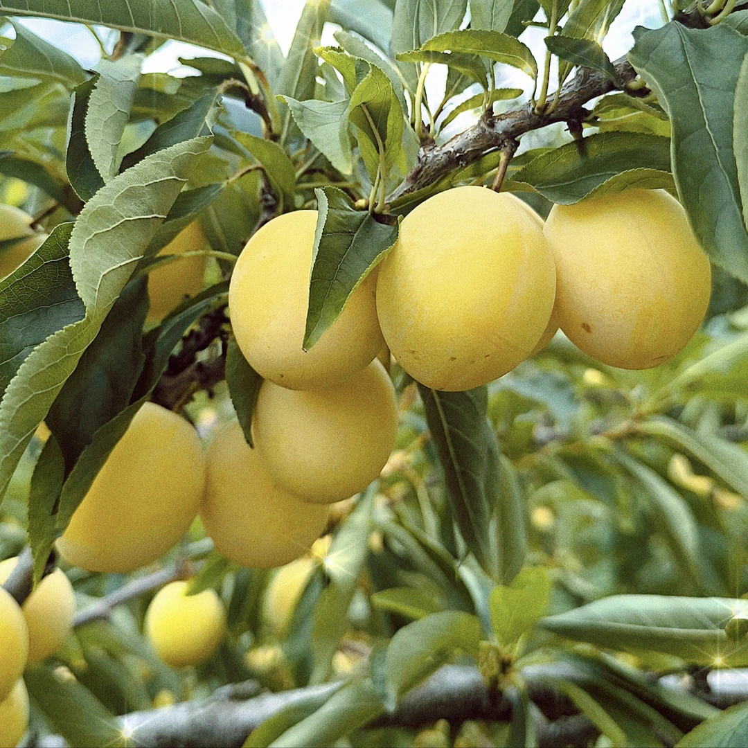 【顺丰，中通】晚黄李子，香蕉李子，到南方可能变红现摘现发，坏果包赔