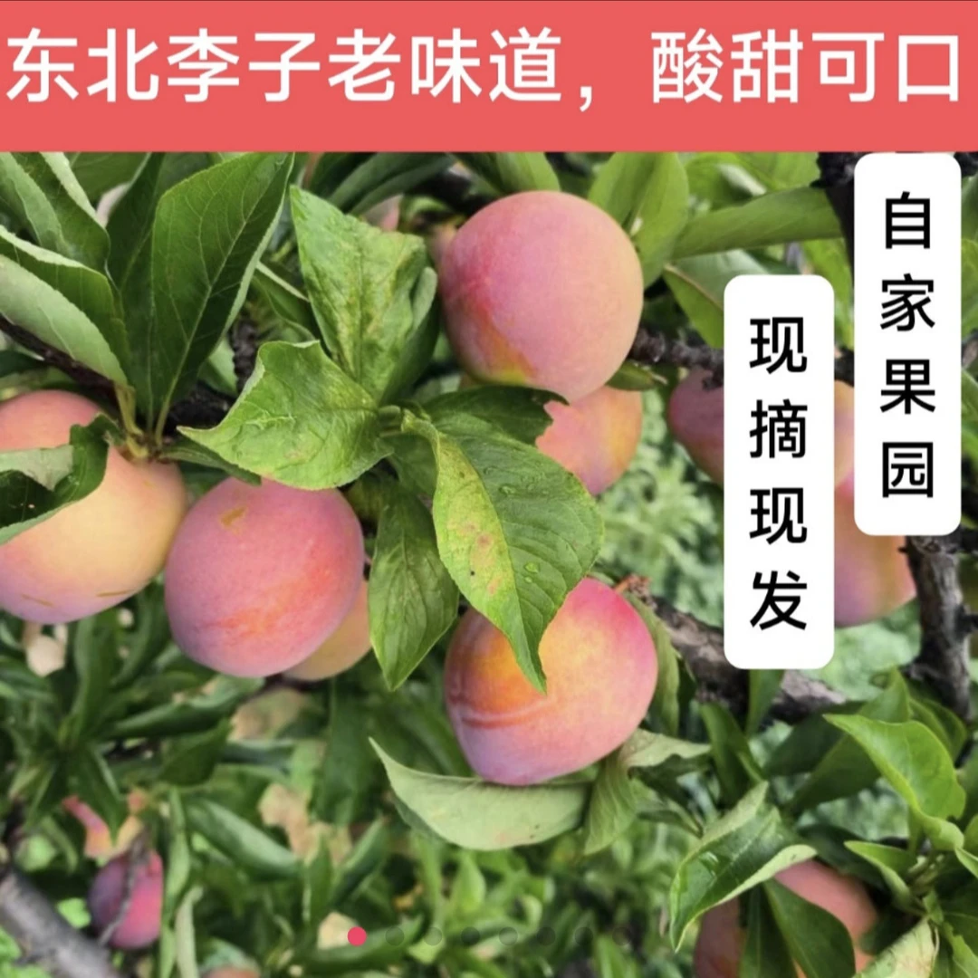 东北特产盖县大李子，酸甜可口，净果五斤，现摘现发，坏果包赔