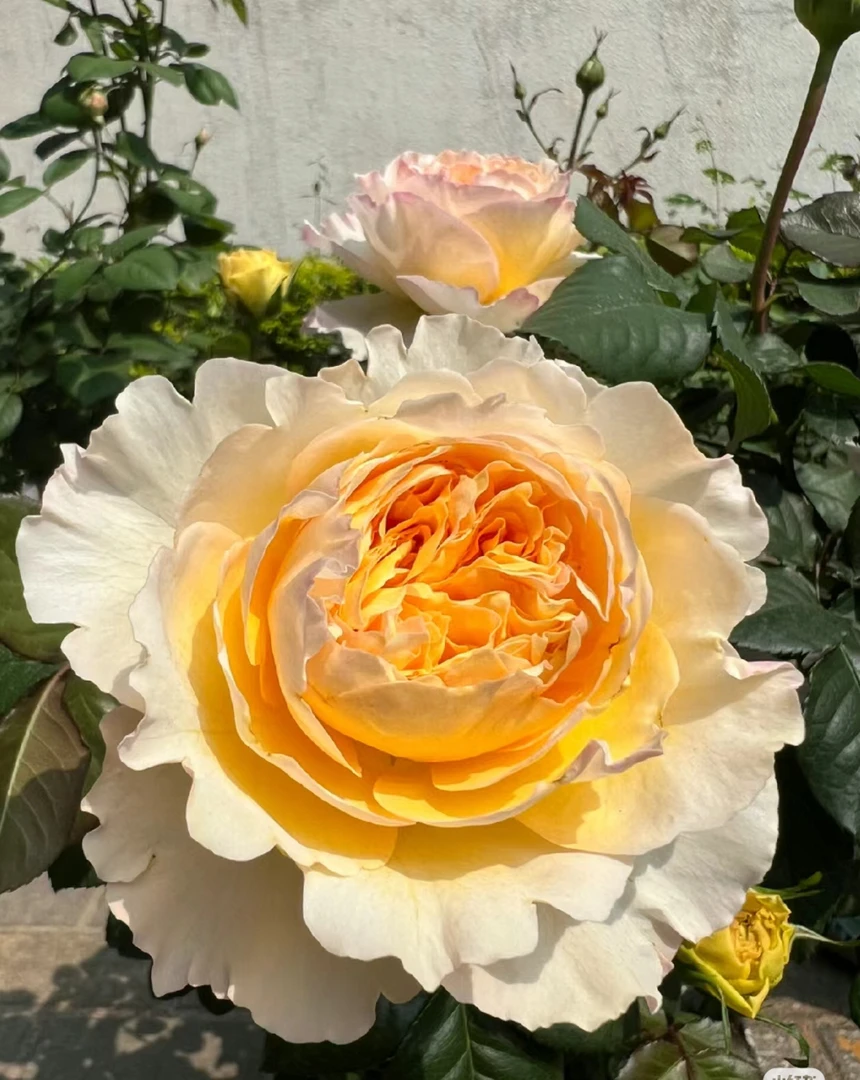 (碧翠丝)一 一花卉带盆带土耐寒耐高温