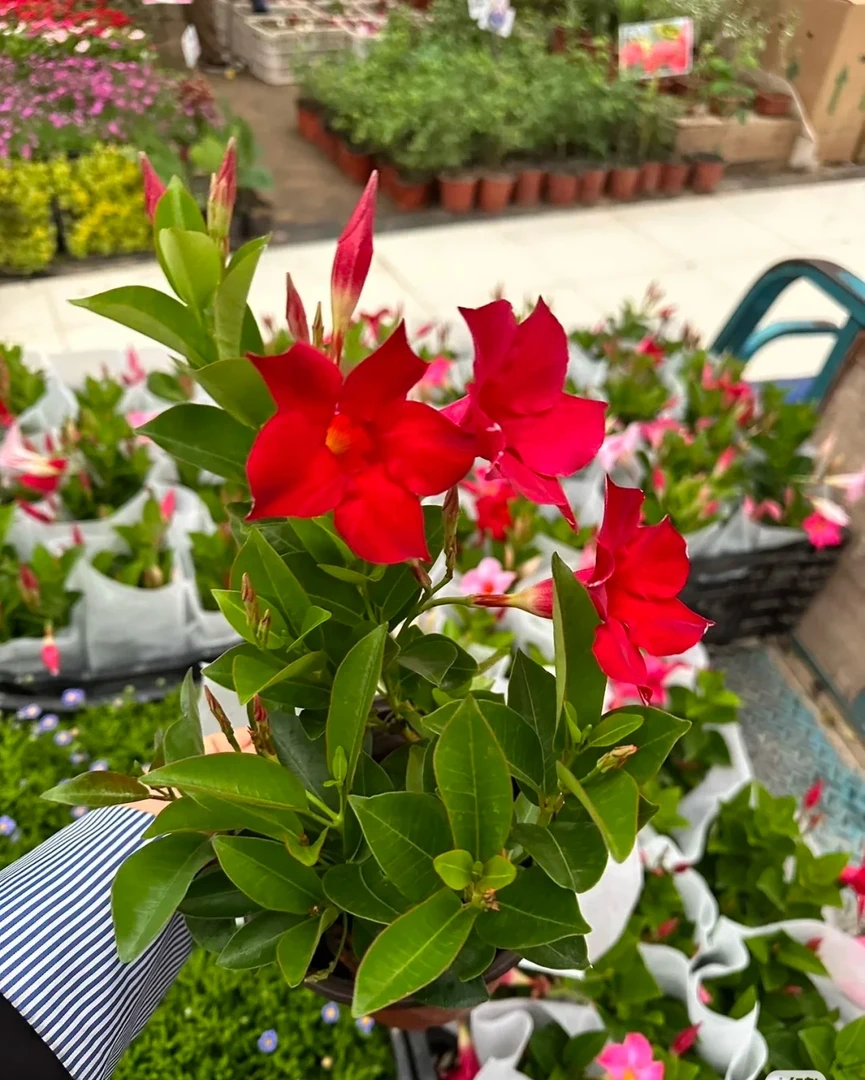 飘香藤     李一一花卉喜热