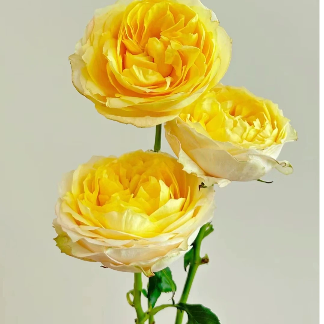 (香妃美人)一 一 月季盆栽花开四季带盆带土