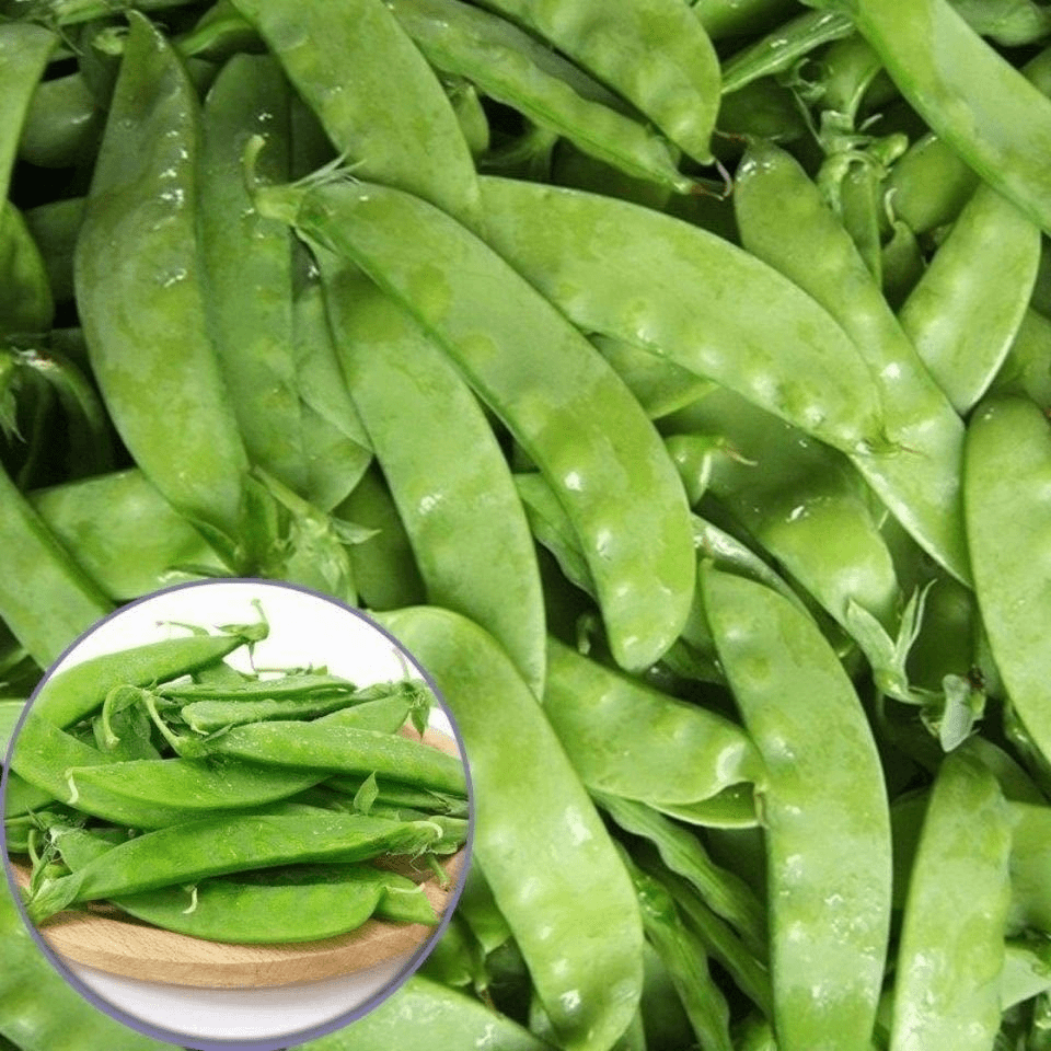 【荷兰豆种子】双荚荷兰豆菜豆青豆软荚豌豆春秋四季阳台蔬菜种籽