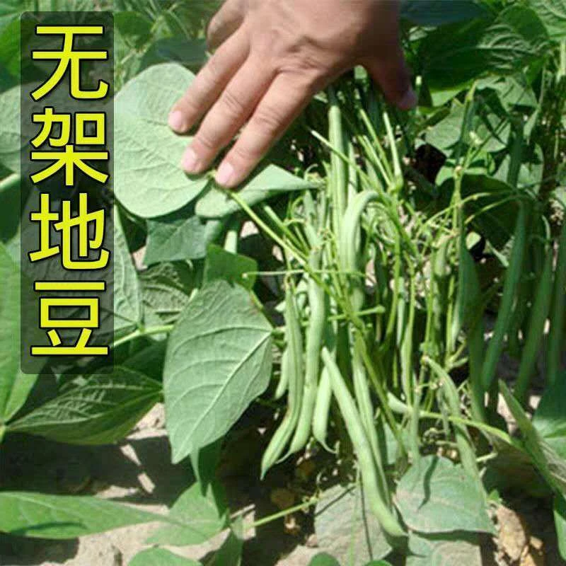 早熟地豆种子无架豆种子四季豆种子矮生不用搭架矮生豆角籽