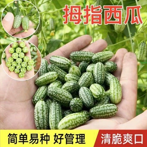 拇指西瓜种子营养脆甜多汁迷你小西瓜四季阳台盆栽蔬菜水果种籽苗