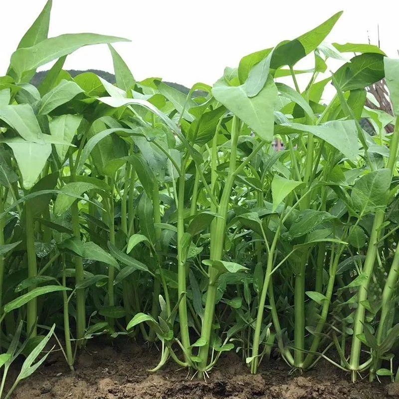 四季阳台盆栽春季种植蔬菜三叉空心菜种籽柳叶空心菜青梗空心菜籽