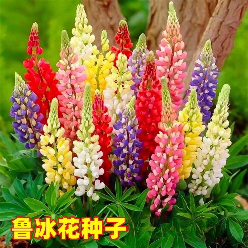 鲁冰花种子四季开花耐热耐寒花卉籽羽扁豆种子多年生宿根庭庭院
