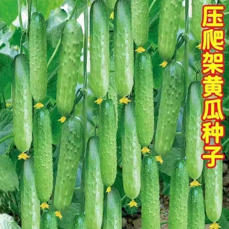 春秋强雌甜黄瓜种子早熟青皮绿肉四季水果黄瓜