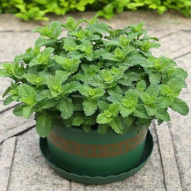 食用薄荷种子驱蚊草阳台庭院室内花盆种植花卉香草植物花卉庭院