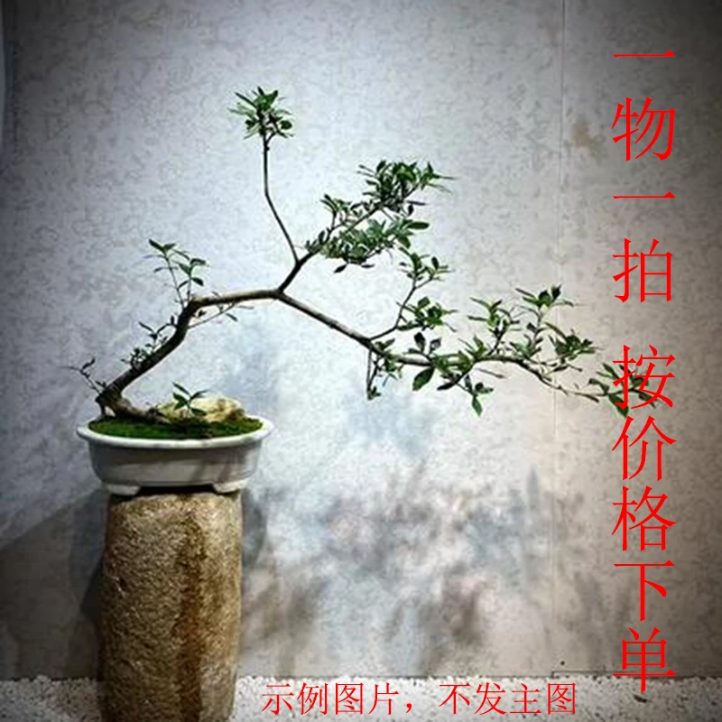 【按价格下单，一物一拍】海岛春花老桩鸡爪纹海岛栀子花