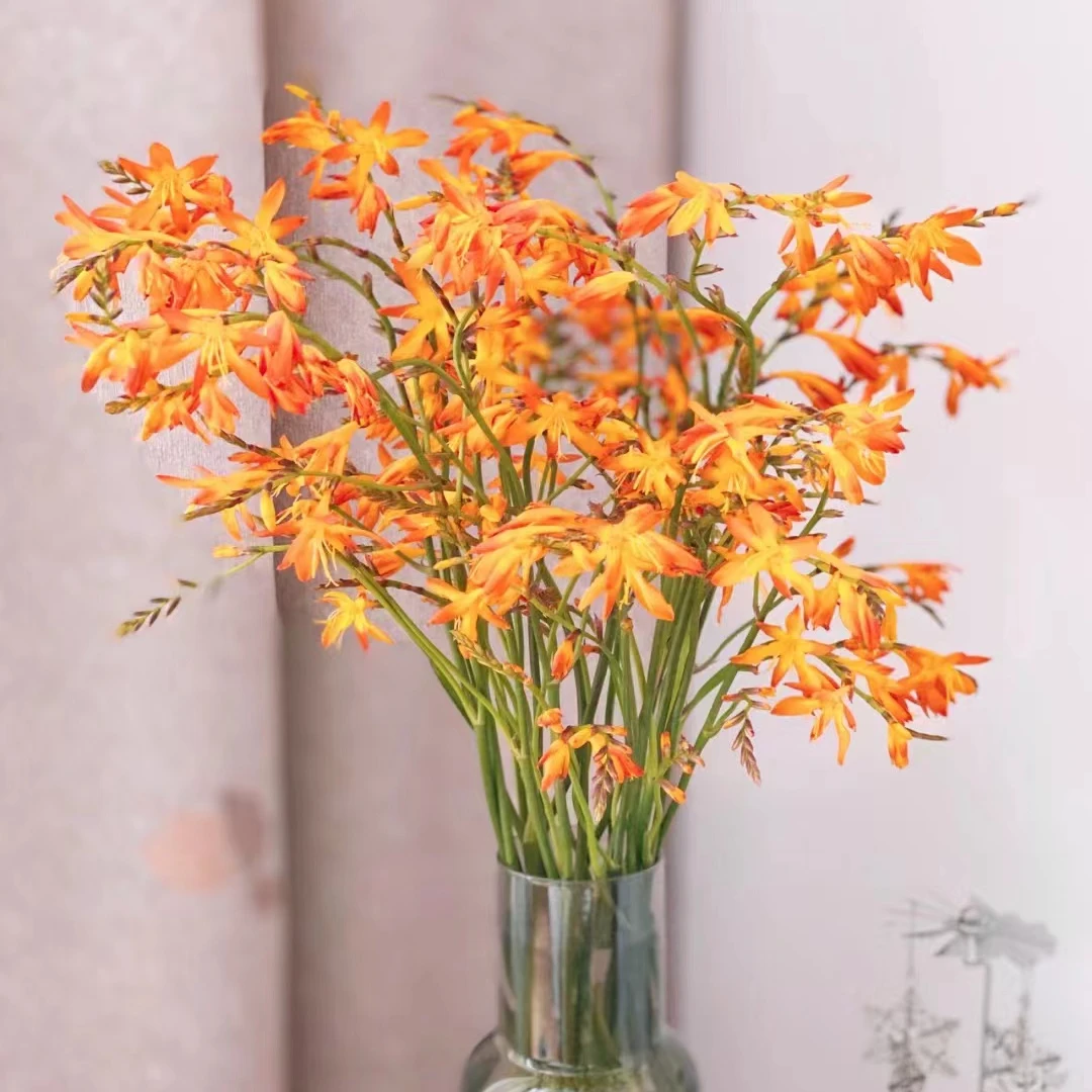 火焰兰鲜切花云南基地直发空运包邮