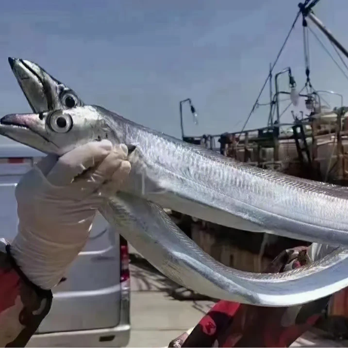 AA到手8条：钓带鱼5两左右一条深海钓带6条送2条到手8条；4斤左右