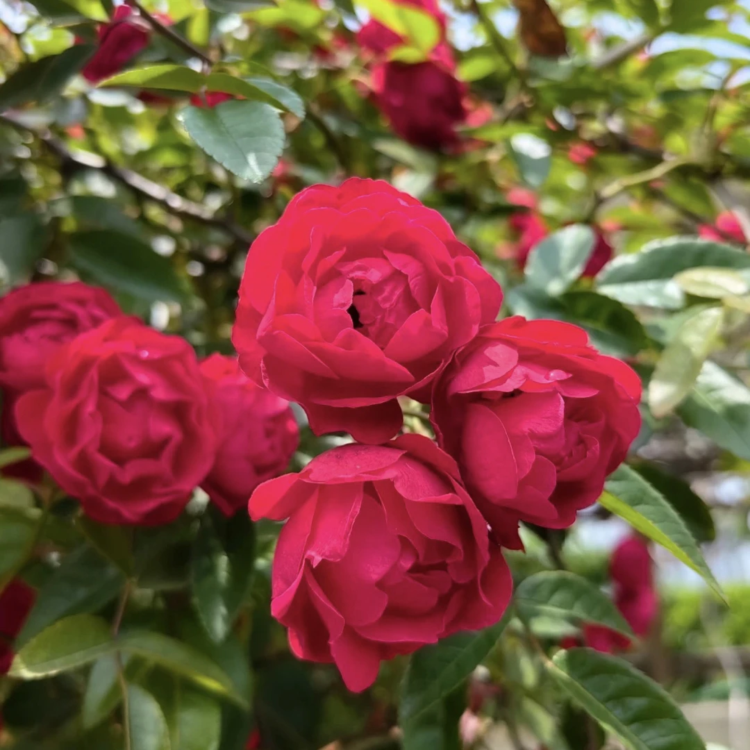 四季红木香藤本月季