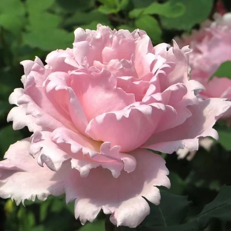 索菲罗莎大花浓香月季玫瑰花苗多季丰花